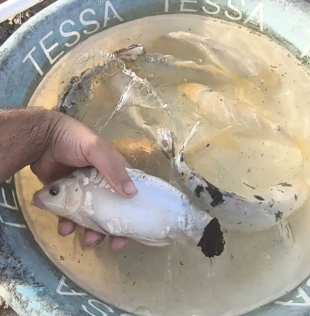 پک ماهی کوی ده عددی|ماهی|شفت, |دیوار