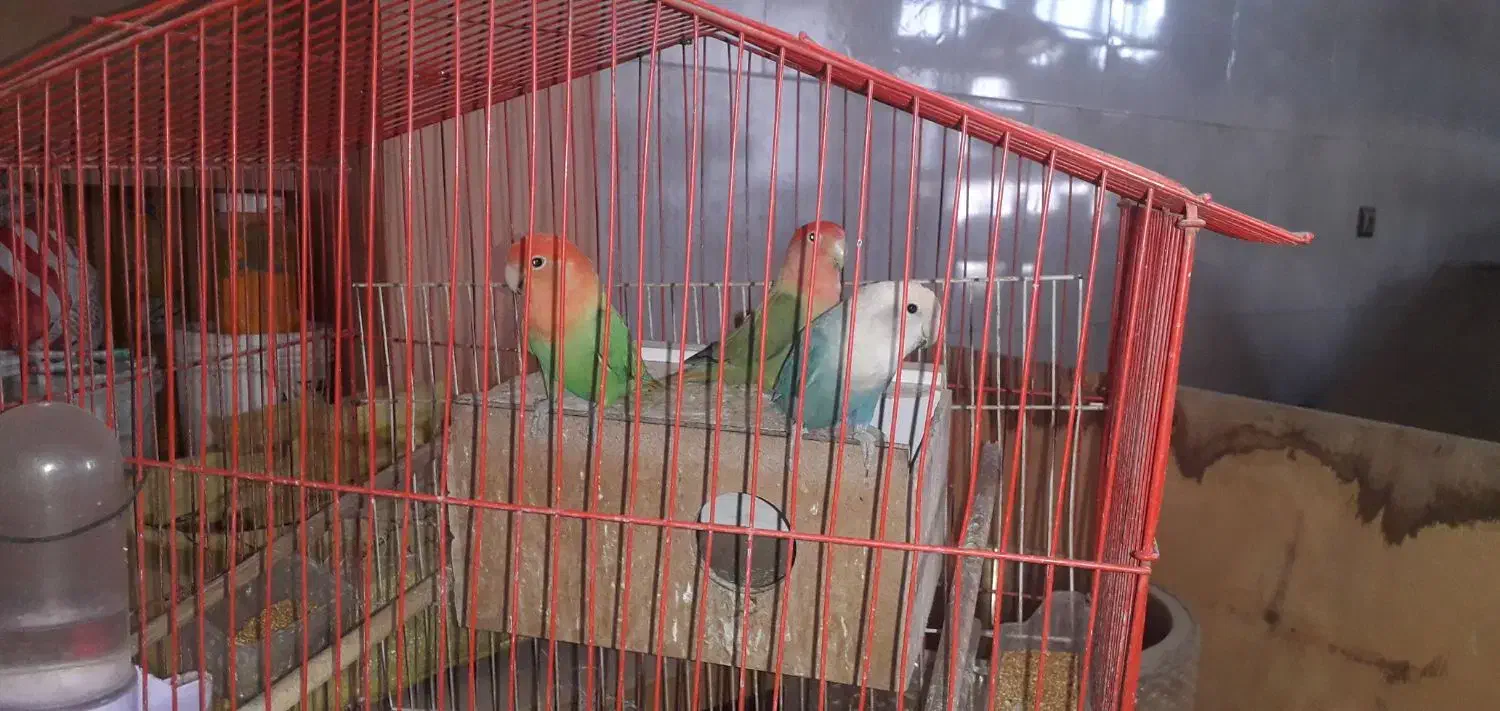 ۱۰عدد کوتوله برزیلی|پرنده|اصفهان, قهاب جنوبی|دیوار