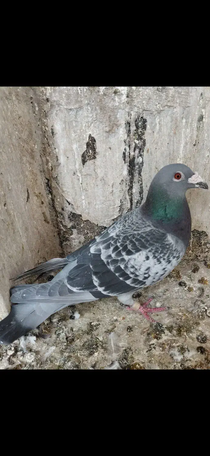 کفتر|پرنده|تهران, طرشت|دیوار