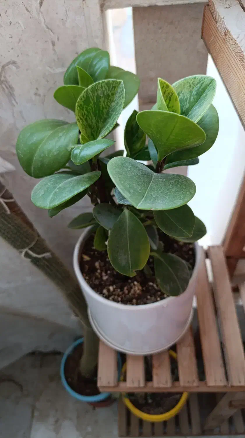 گل های شاداب|گل و گیاه طبیعی|بجنورد, |دیوار