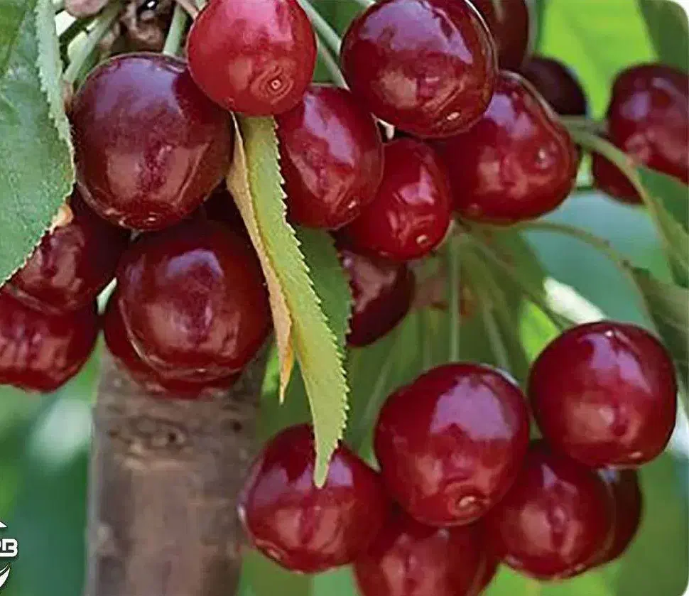 پیش فروش نهال آلبالو بوترمو|خدمات باغبانی و درختکاری|دوگنبدان, |دیوار