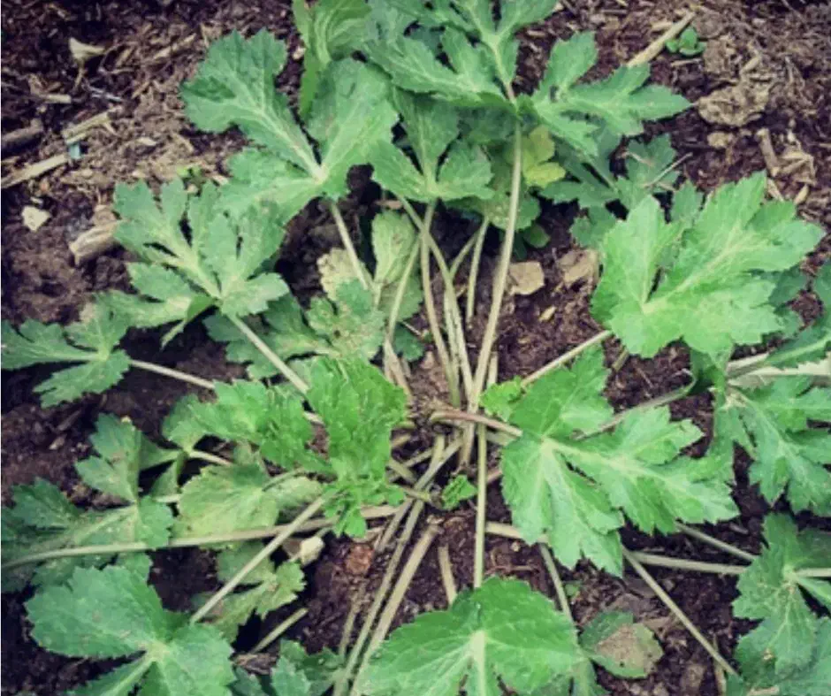 چوچاغ|خوردنی و آشامیدنی|آستارا, |دیوار