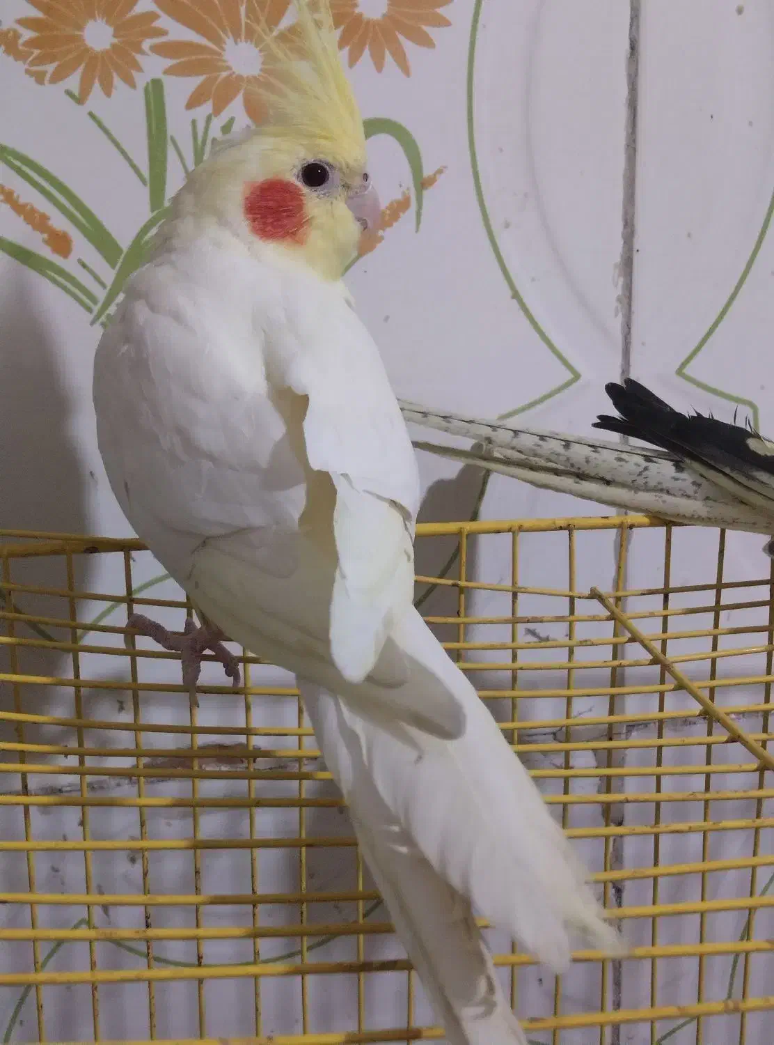 یک جفت عروس هلندی نرماده اهلی ضمانتی|پرنده|جزنیک, |دیوار