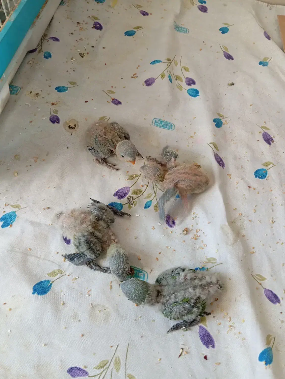 جوجه کوتوله|پرنده|بیرجند, |دیوار