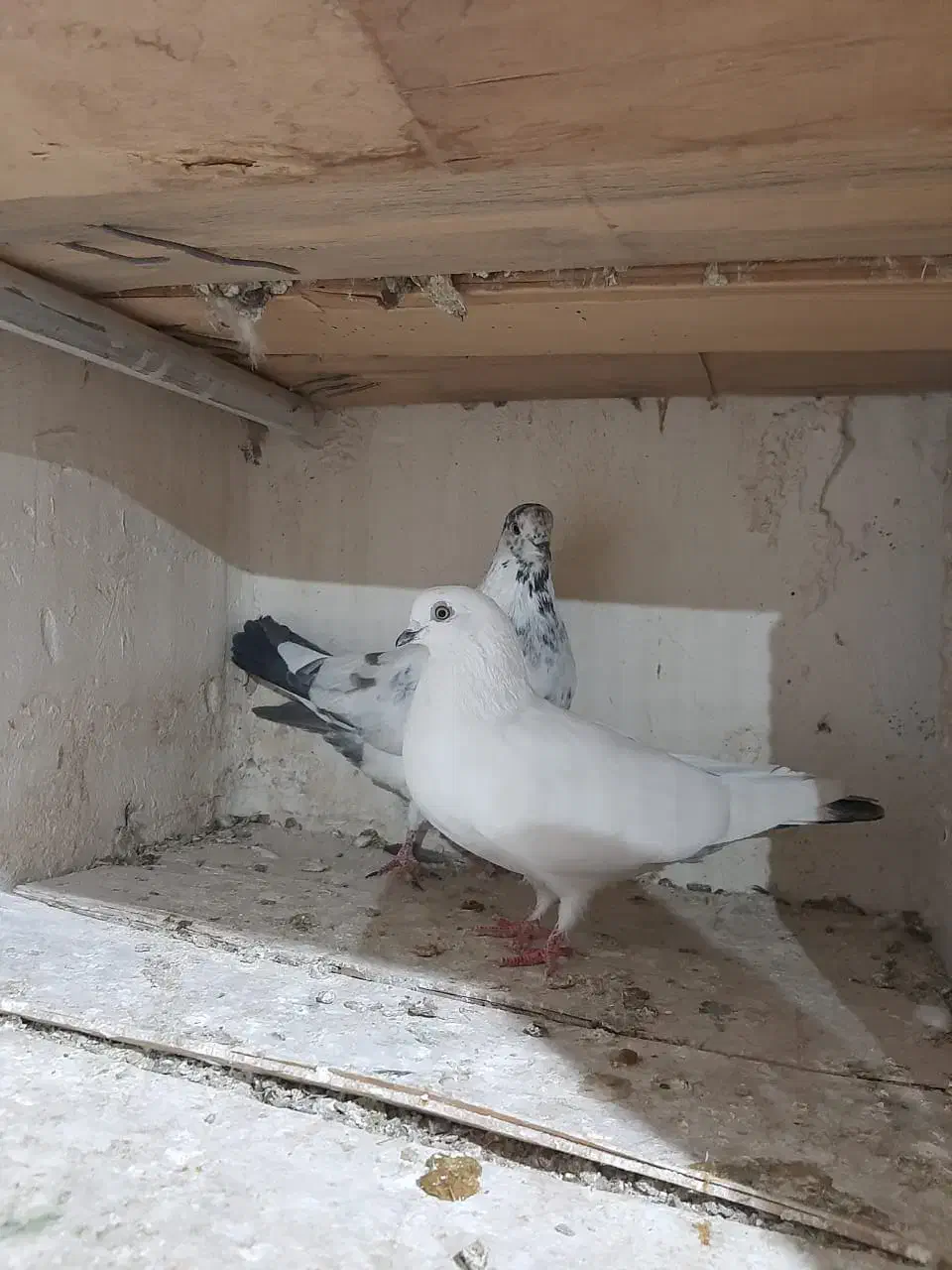 فروش کبوتر های جفت درجه یک با پریدن ۵ تا ۶ساعت نیم|پرنده|سیستان, |دیوار
