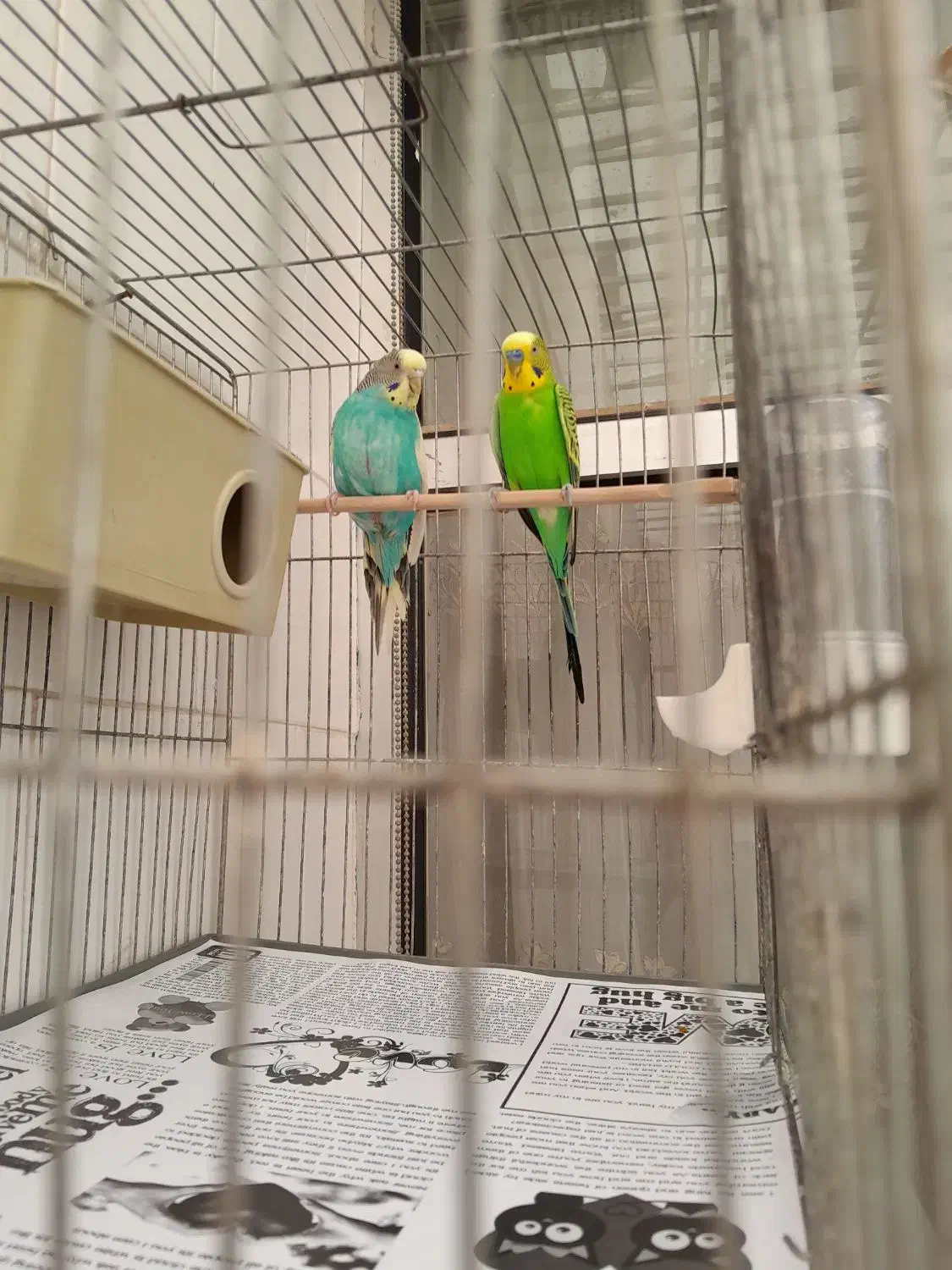 جفت مرغ نر و ماده + قفس|پرنده|کرج, بنیاد|دیوار