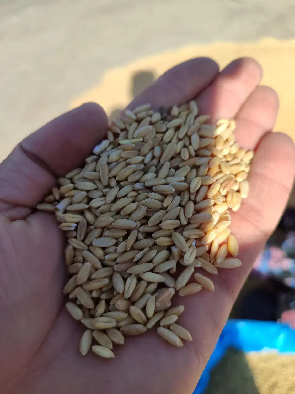 گندم بذر|خدمات باغبانی و درختکاری|سراجو, |دیوار