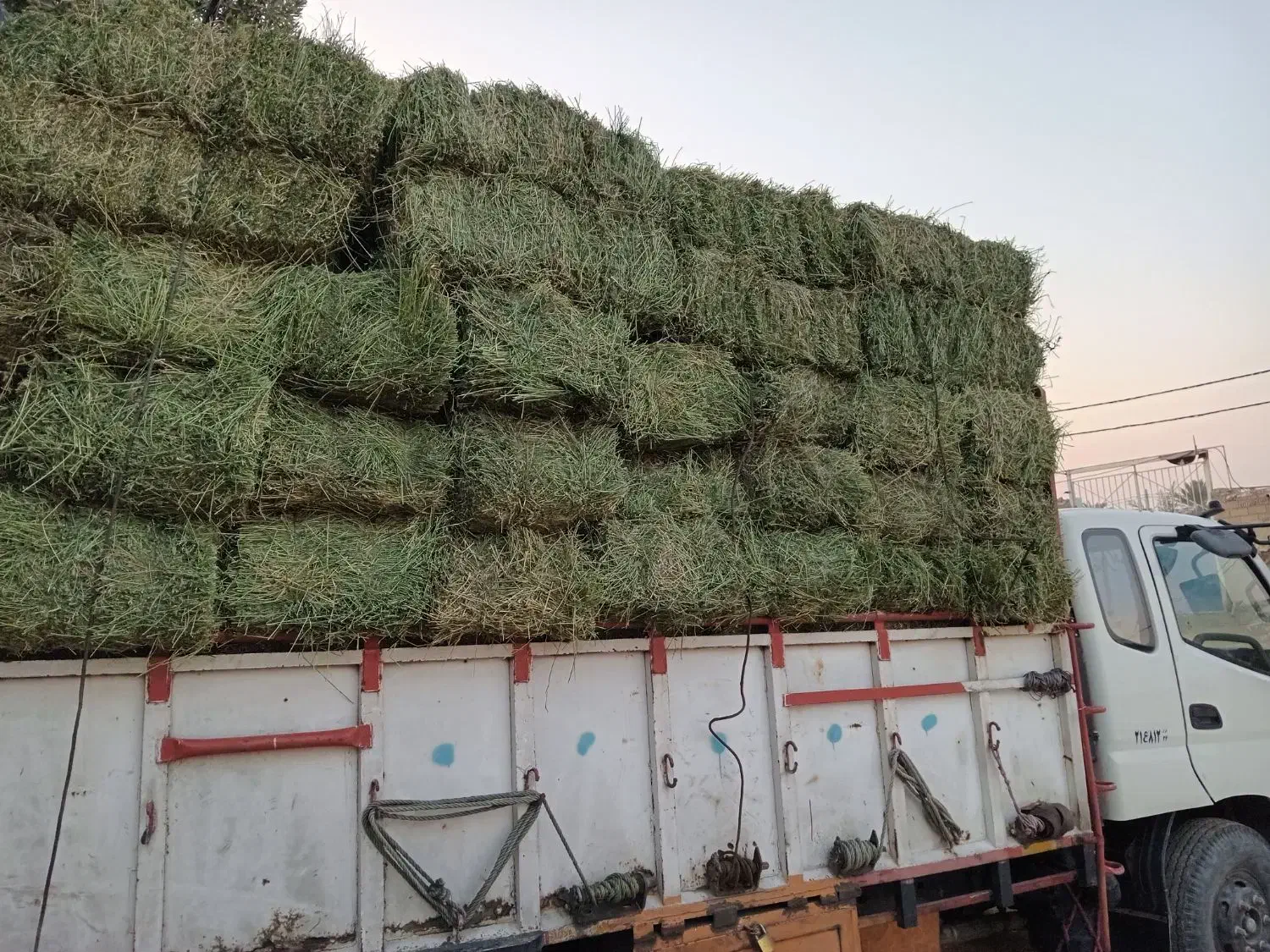 اسب مادیون|اسب و تجهیزات اسب‌سواری|اهواز, فتح|دیوار