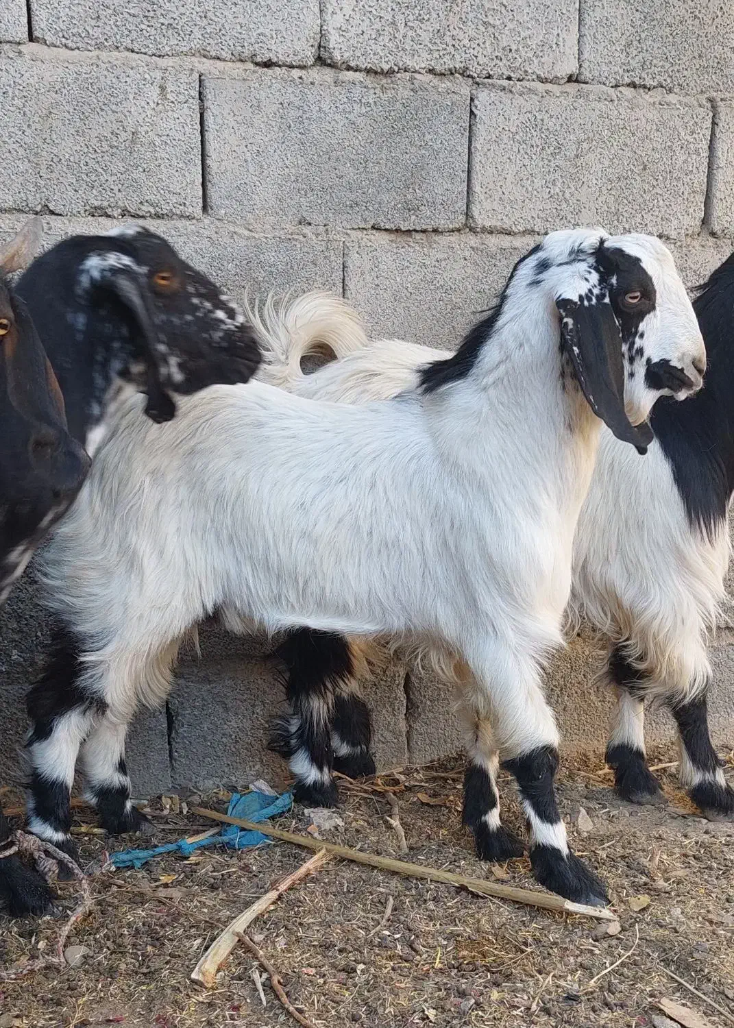 ۲ تروشت فروشی|حیوانات مزرعه|ایرانشهر, |دیوار