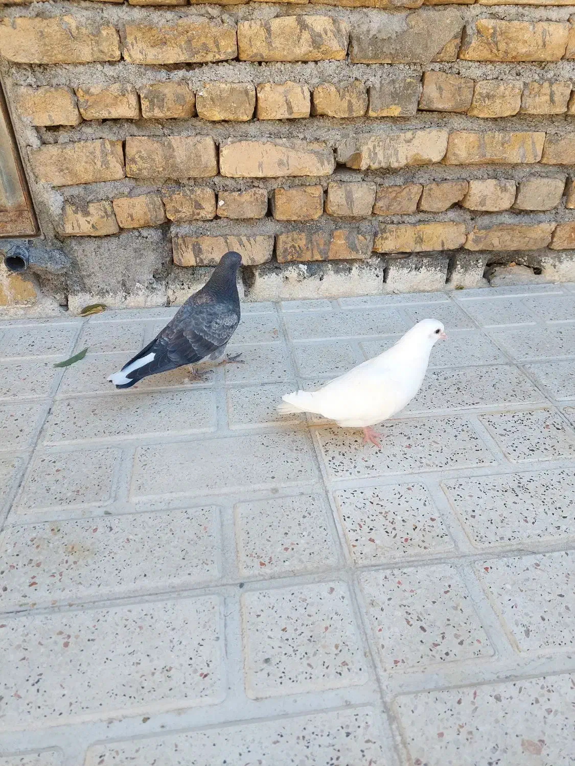 فروش دو عدد جوجه کبوتر|پرنده|خوانسار, |دیوار