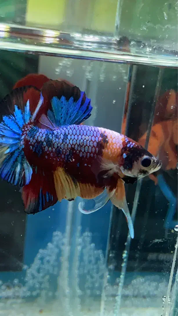 ماهی فایتر پلاکت هافمون|ماهی|تهران, قصر فیروزه ۱|دیوار