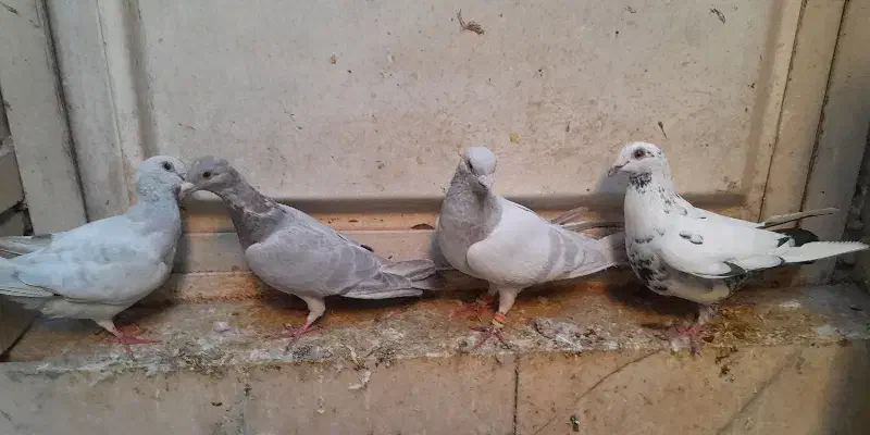 تعدادی کبوتر|پرنده|بهبهان, |دیوار