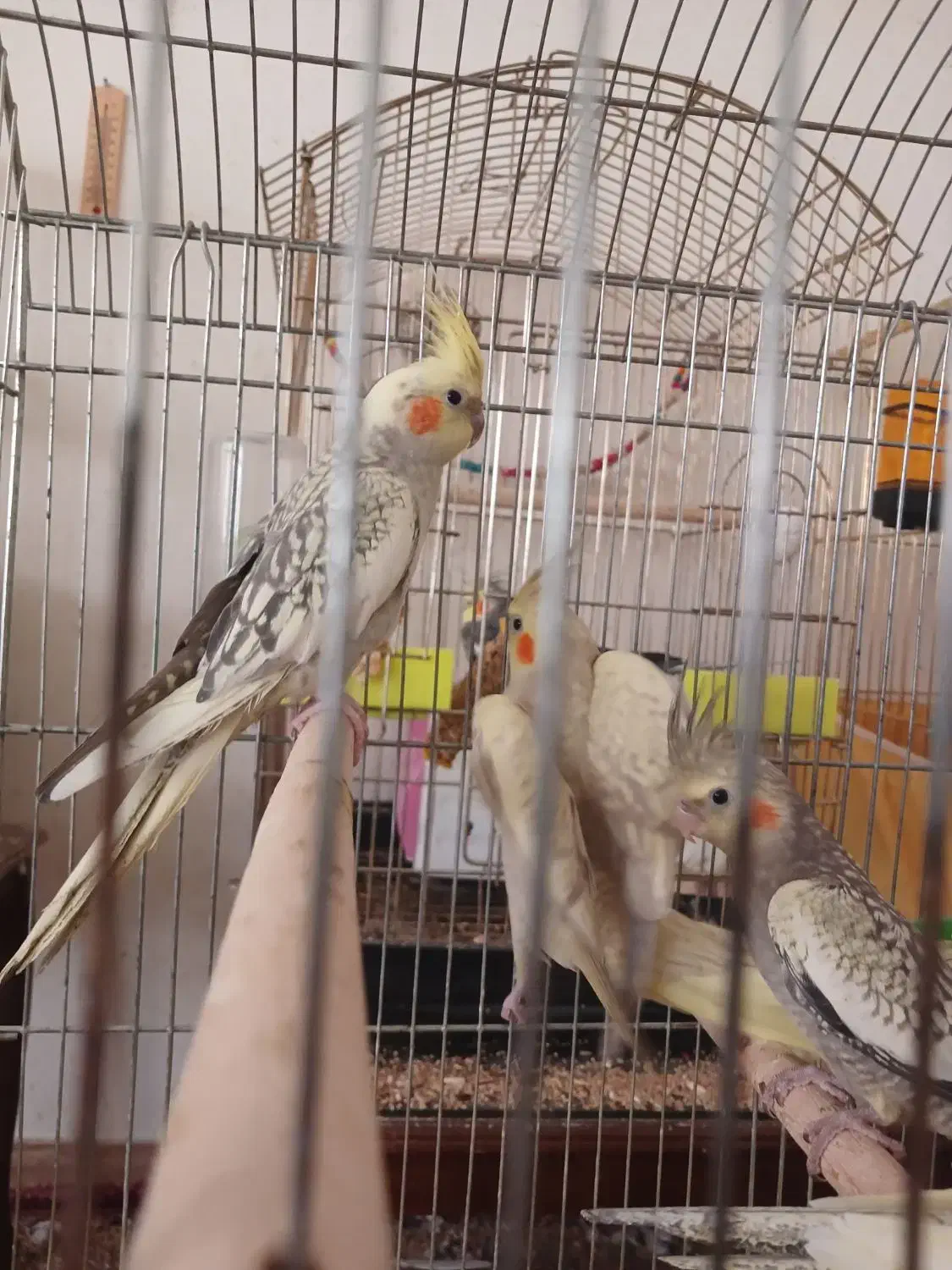 عروس هلندی گلباقالی ،مرواریدی،ابلغ|پرنده|همدان, |دیوار