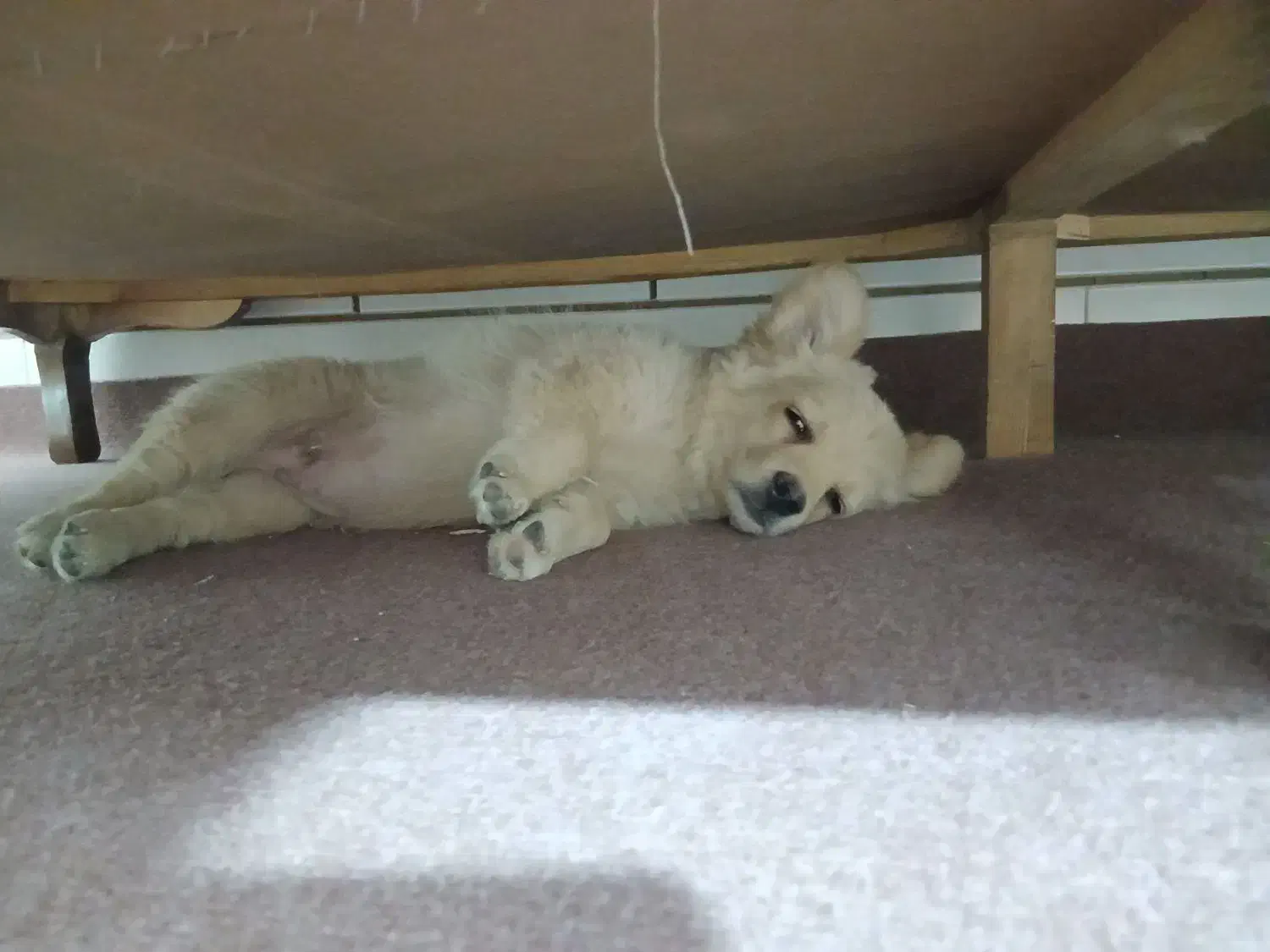 توله دوماه پامر روباهی|سگ|برخوار, |دیوار