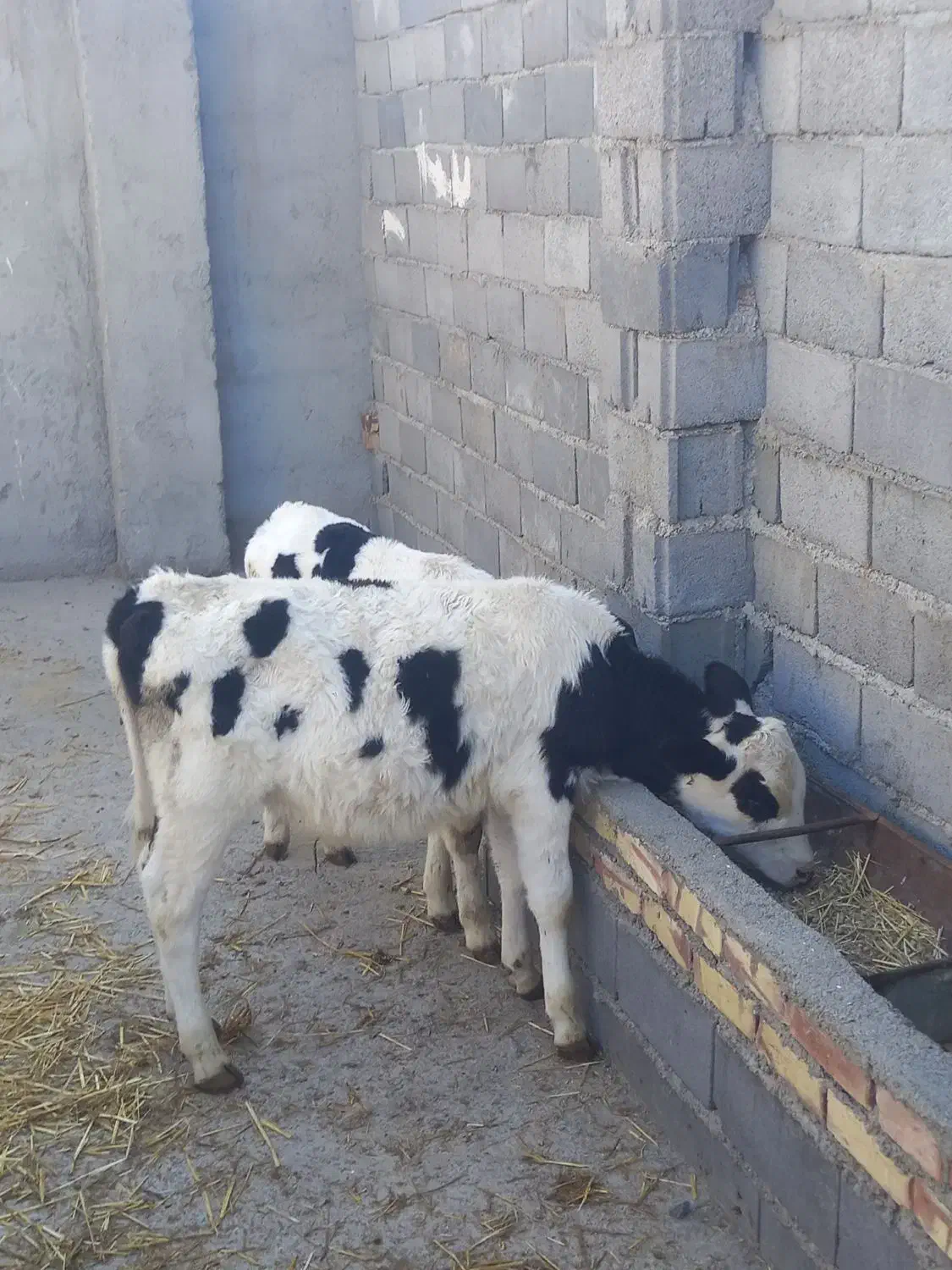 گوساله نر وماده|حیوانات مزرعه|تربت جام, میان جام|دیوار