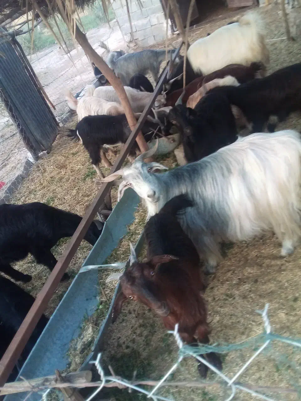 فروش بز و کهره|حیوانات مزرعه|جره و بالاده, |دیوار