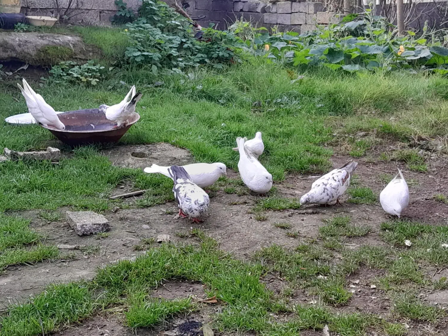 کبوتر پرشی|پرنده|لشت نشا, |دیوار