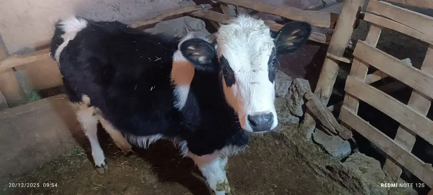 گاو|حیوانات مزرعه|کرانی, |دیوار