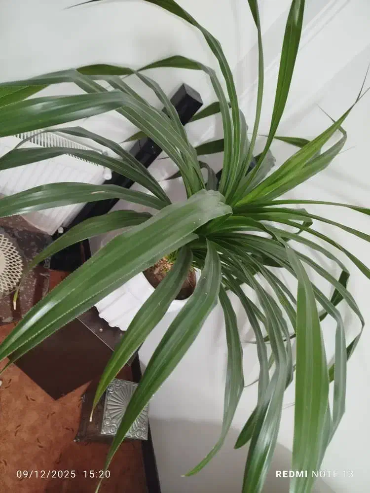 گل پاندانوس|گل و گیاه طبیعی|فولادشهر, مسکن مهر فولادشهر|دیوار