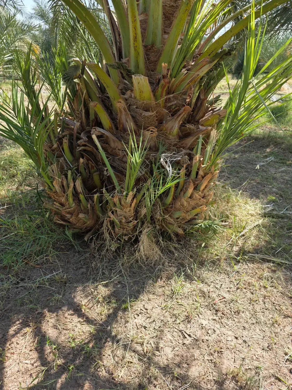 جنگ پاجوش|گل و گیاه طبیعی|ریگان, |دیوار