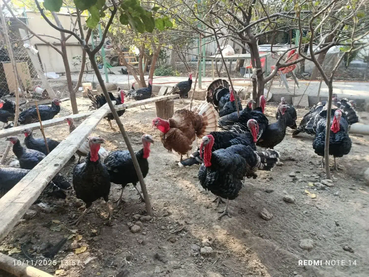 بوقلمون نر برنز|حیوانات مزرعه|فردیس, انبار نفت|دیوار