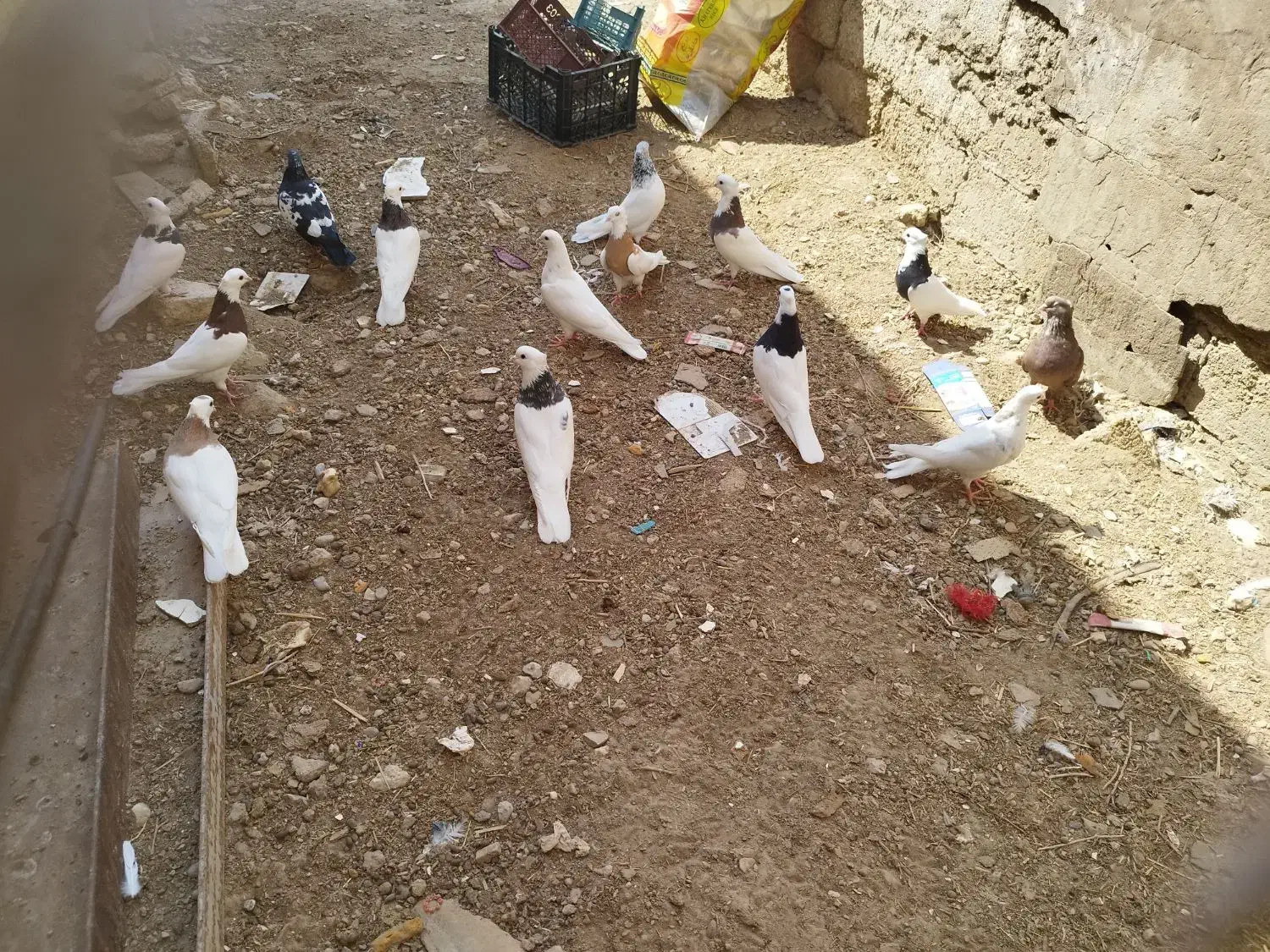 کبوتر رنگی|پرنده|بندر ماهشهر, |دیوار