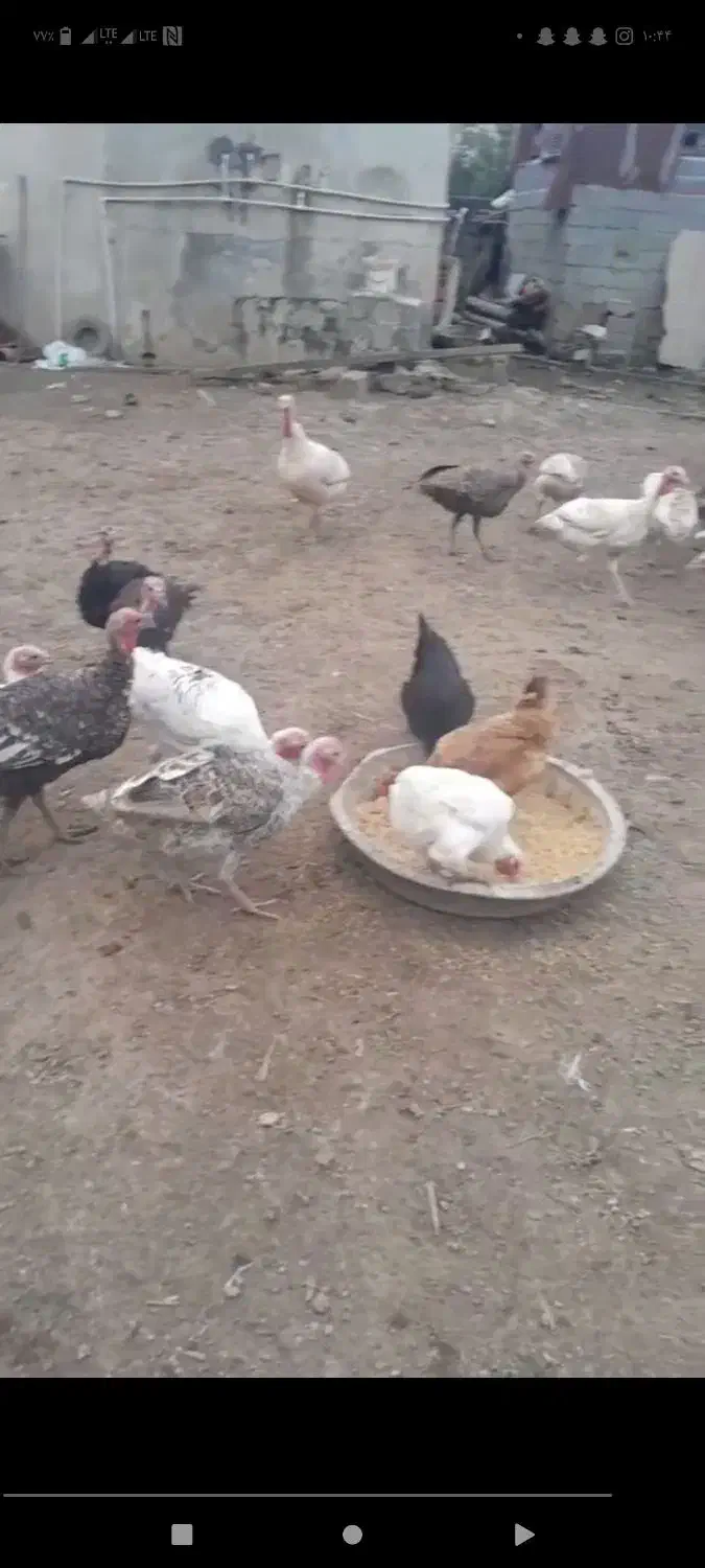 بوقلمون و غاز|حیوانات مزرعه|سیاهکل, |دیوار