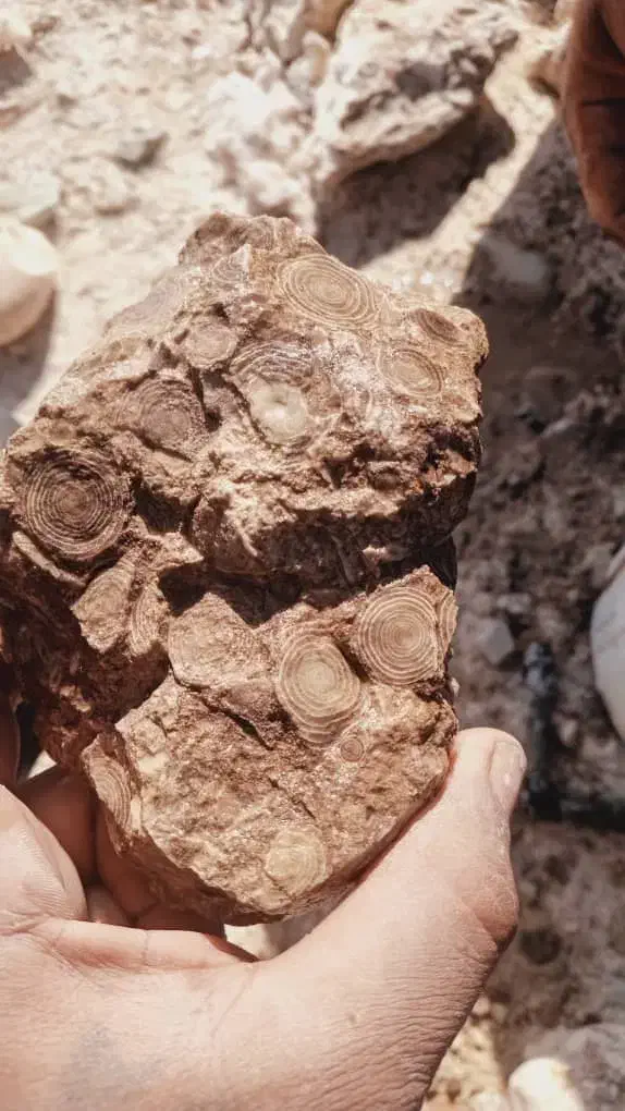 سنگ فسیل و شهاب سنگ مریخی|جواهرات|رباط‌کریم, رباط‌کریم|دیوار