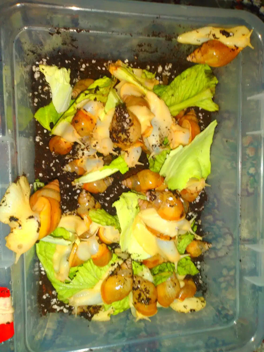 حلزون|خزنده|بافت, |دیوار