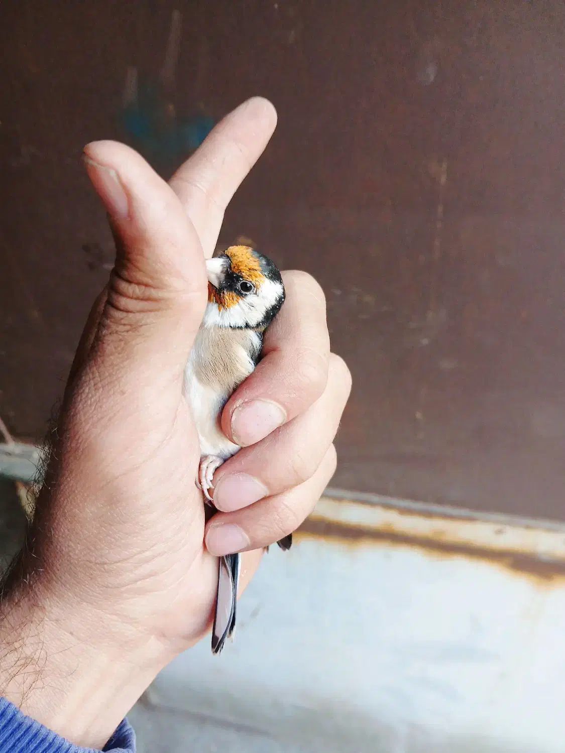 سهره و سهره قناری|پرنده|تهران, شهرک رضویه|دیوار