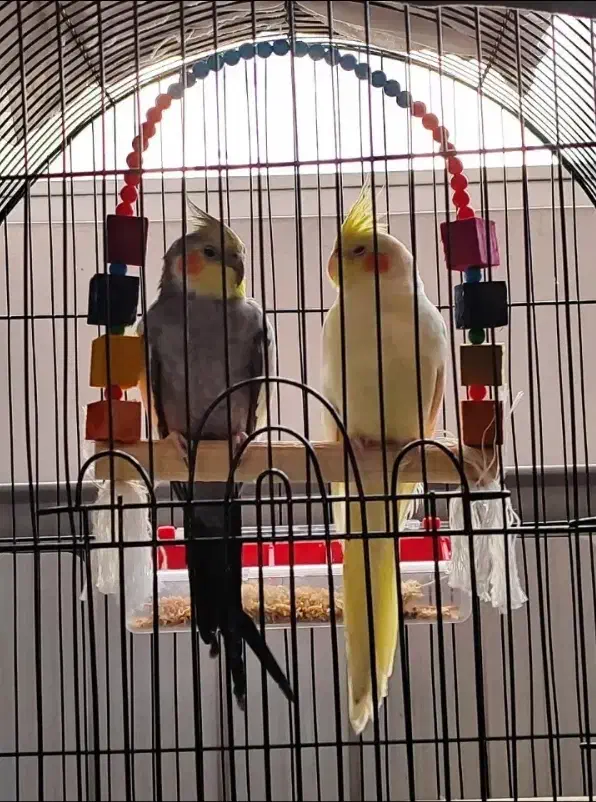 عروس هلندی مولد|پرنده|مشکین‌دشت, |دیوار