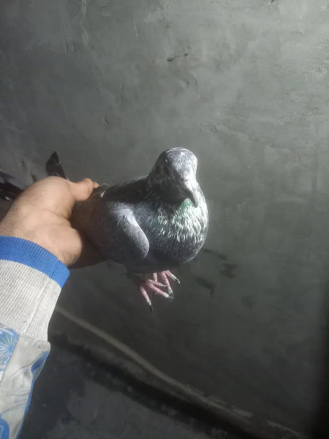 کفتر|پرنده|قم, نخودی|دیوار