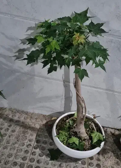 بونسای افرا|گل و گیاه طبیعی|رشت, بازار|دیوار