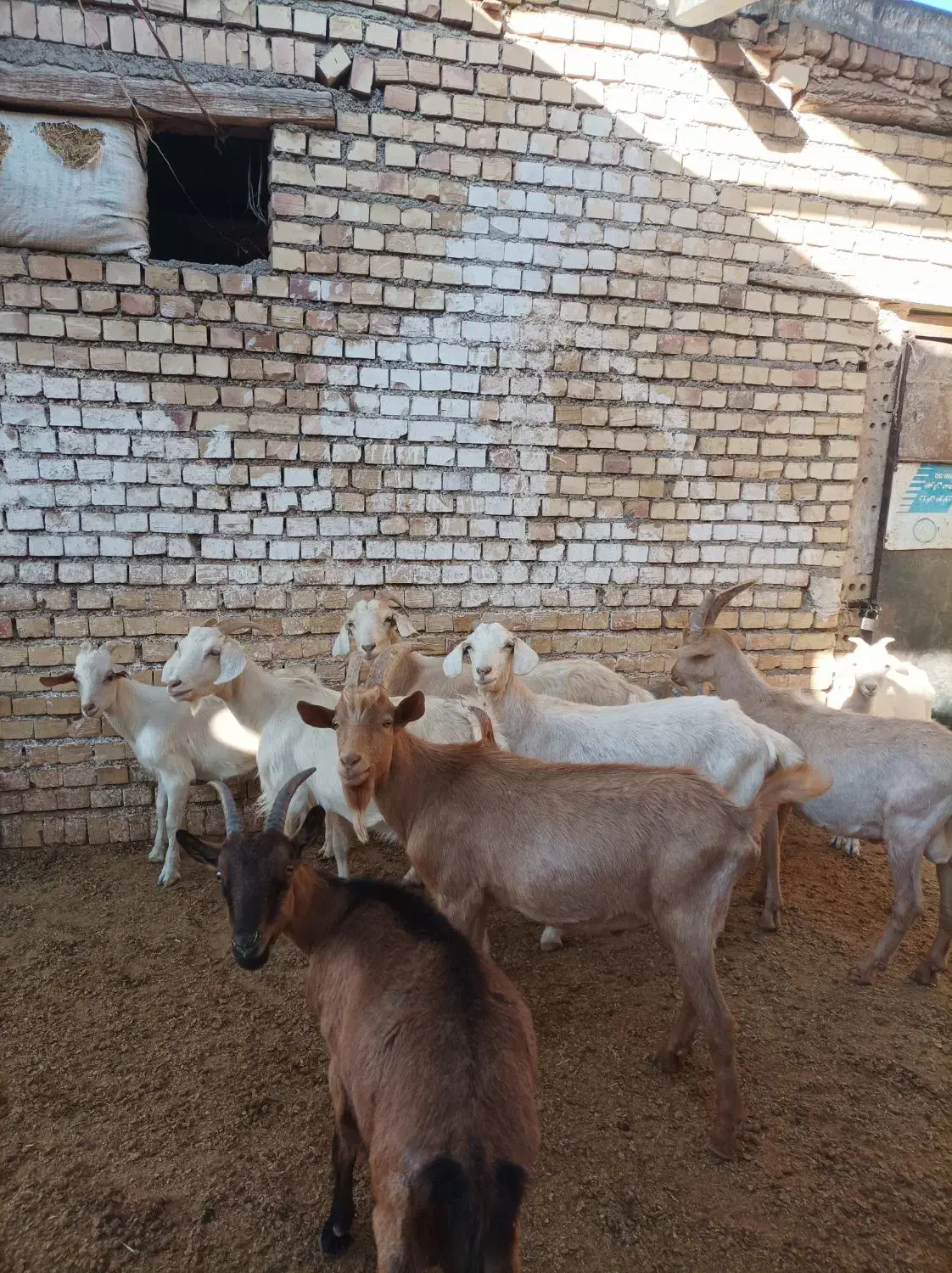 بزسانن اصلی|حیوانات مزرعه|جلگه رخ, |دیوار