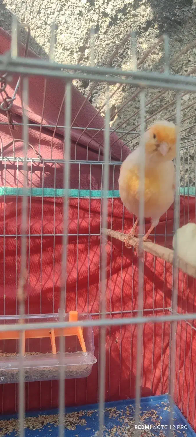 فروش قناری|پرنده|برازجان, |دیوار