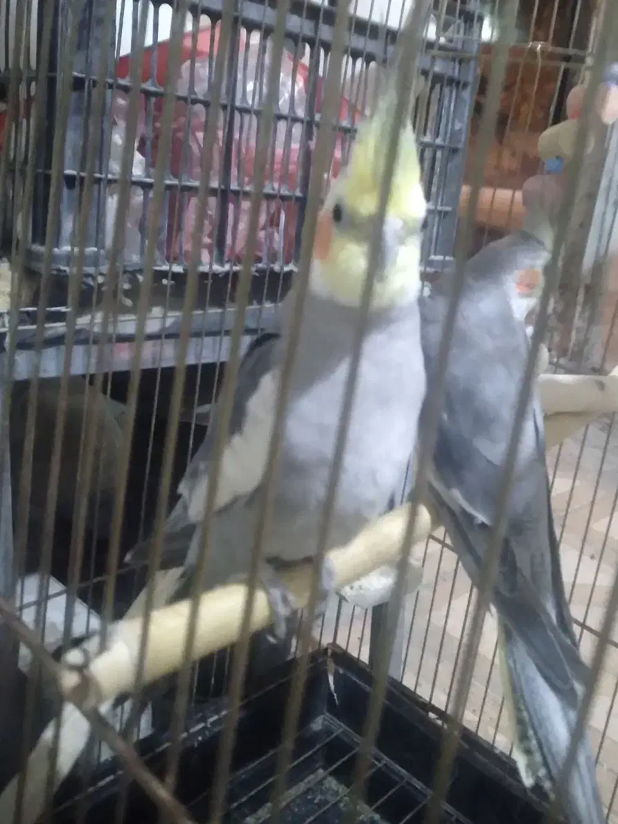 عروس هلندی سرحال|پرنده|کوهدشت, |دیوار