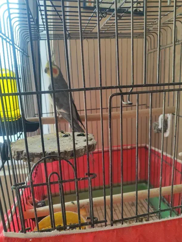 عروس هلندی|پرنده|همدان, |دیوار