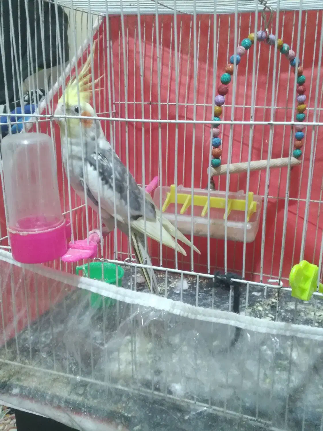 عروس هلندی نر|پرنده|فریمان, |دیوار