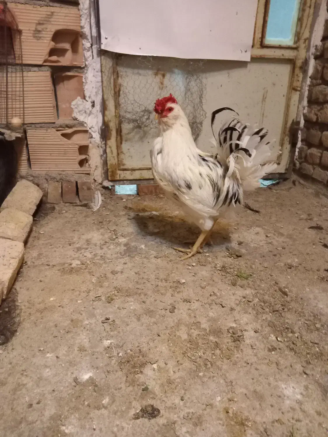 خروس|حیوانات مزرعه|پاکدشت, پاکدشت (مامازند)|دیوار