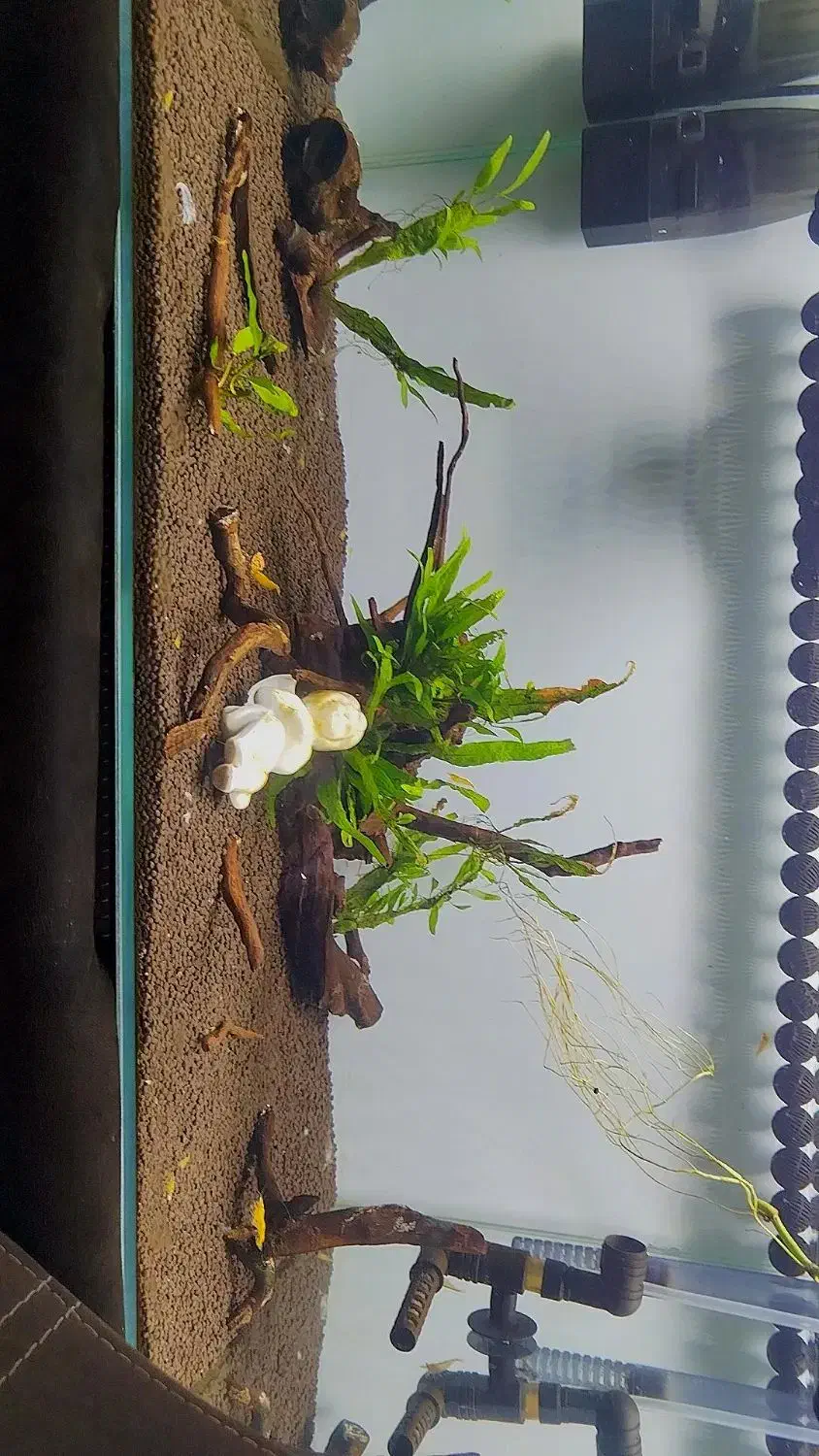 آکواریوم apa|ماهی|بندرعباس, |دیوار