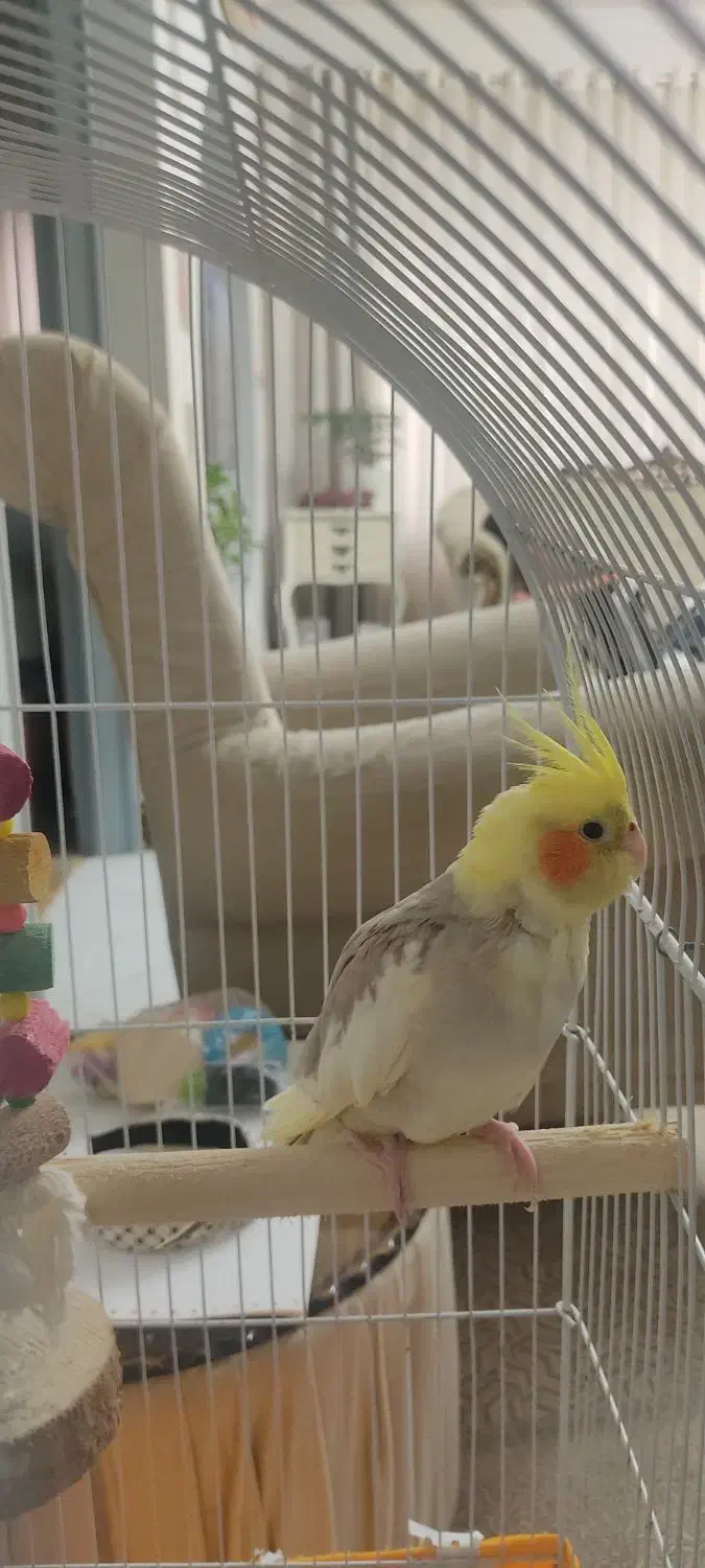 عروس هلندی ،جفت|پرنده|لاهیجان, کوی آزادگان|دیوار