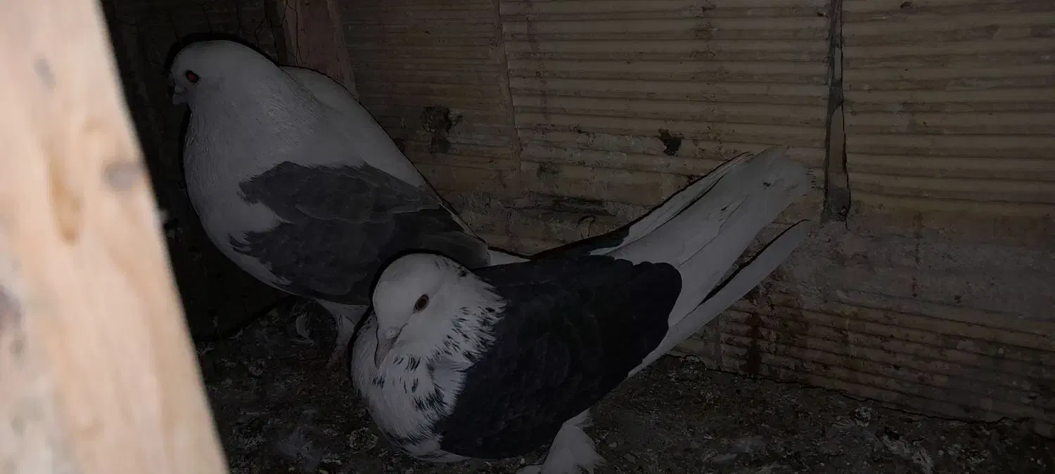 اجفت تهرونی دوکت تخت دم سفیدویه ماده دمگیر سوسکی|پرنده|خمینیشهر, |دیوار