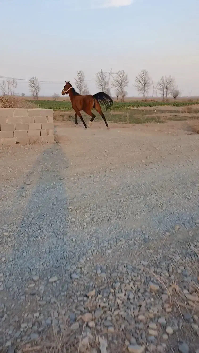 مادیون عرب   شناسنام دار قدبلند قلم سفید|اسب و تجهیزات اسب‌سواری|جوادآباد, |دیوار