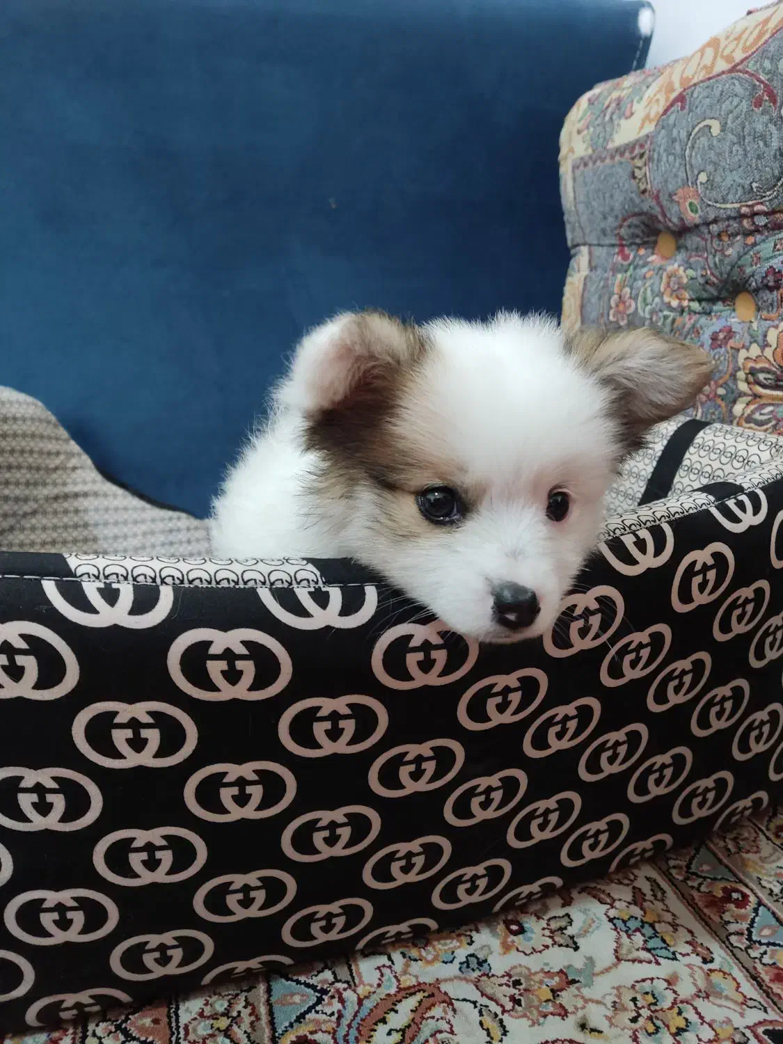 سگ پامرین|سگ|مرودشت, ثبت احوال|دیوار