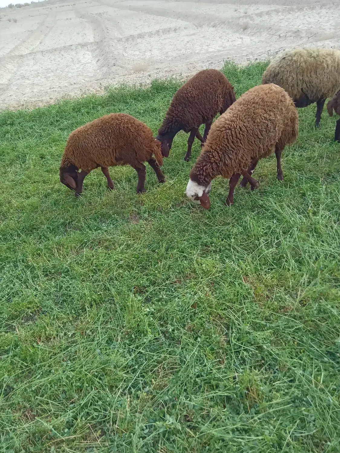 سه راس بره نر و دو راس ماده و یک چپش|حیوانات مزرعه|اصفهان, قهاب جنوبی|دیوار