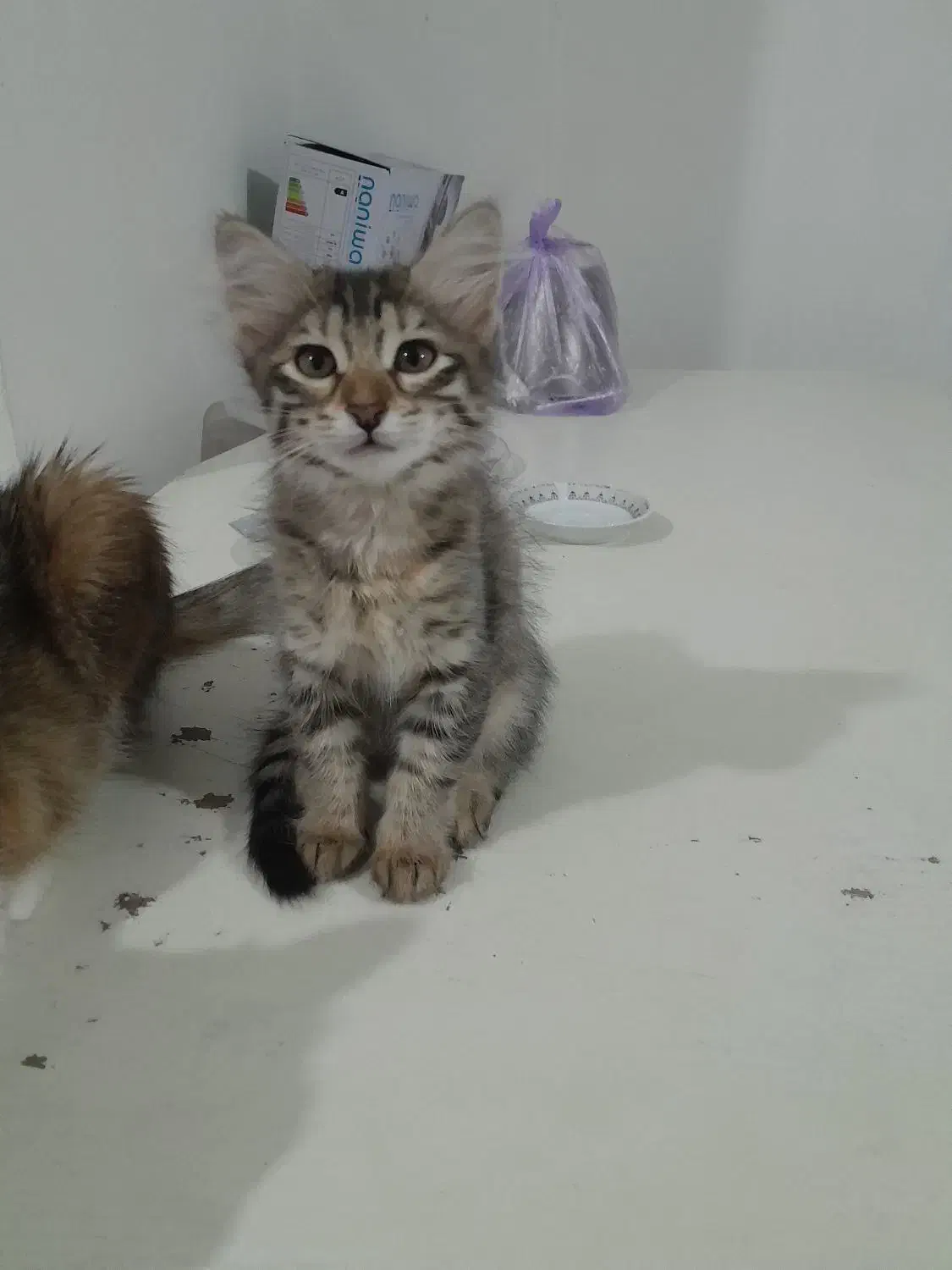 گربه ماده موبلند وزیبارایگان|گربه|رشت, یخسازی|دیوار