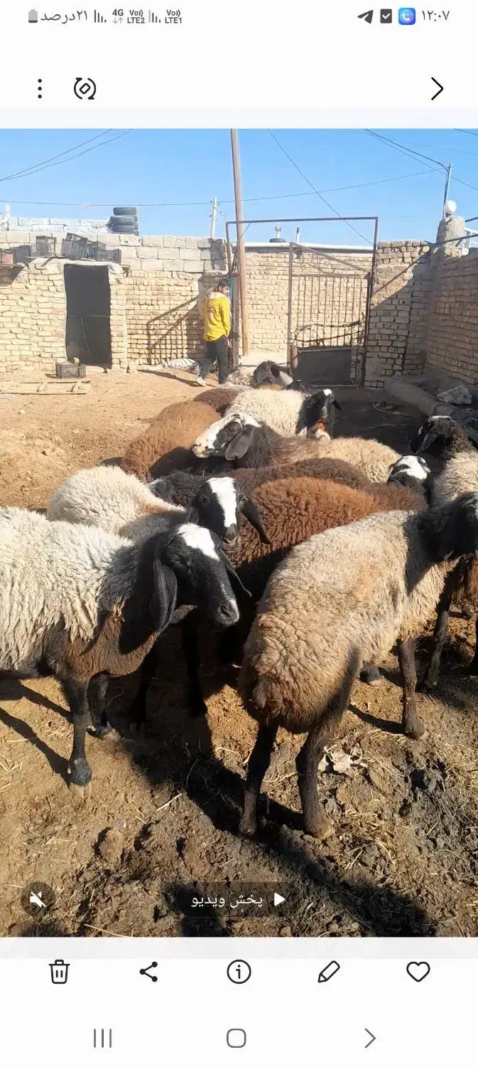 ۱۰رس میش شیشک|حیوانات مزرعه|اسفرورین, |دیوار