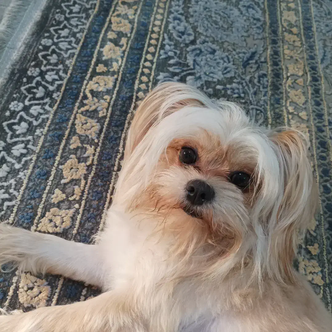 حنا ( پاکوتاه)|سگ|گرگان, |دیوار