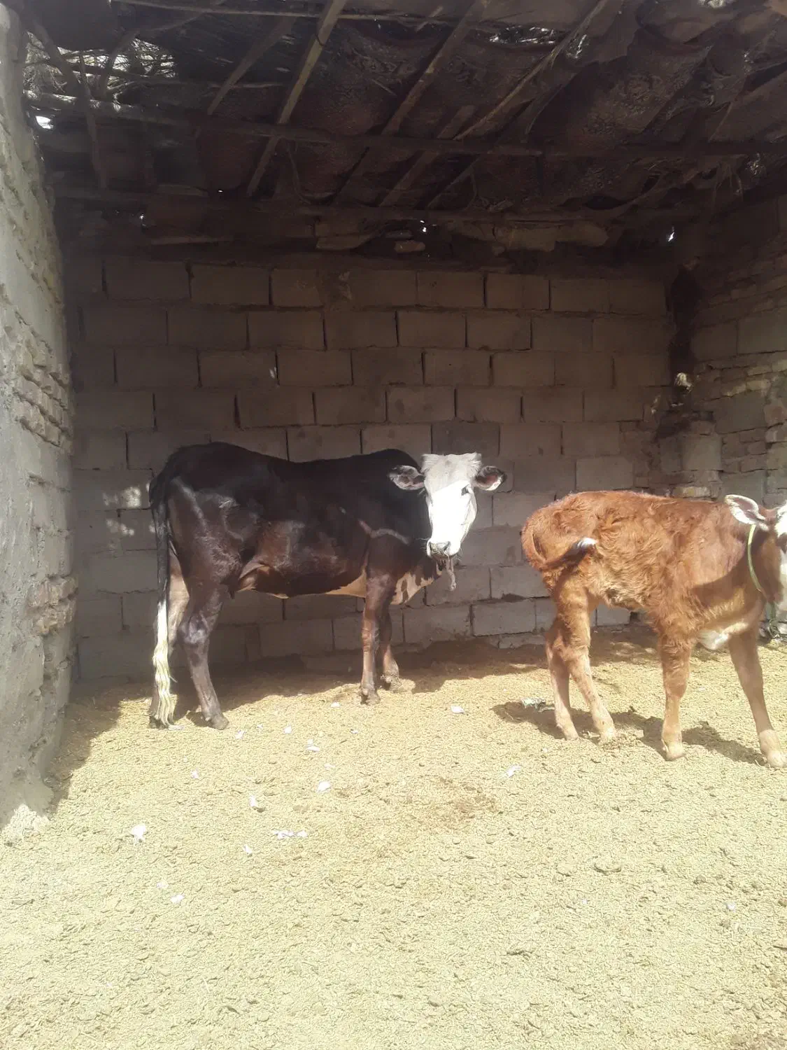 گاو  گوساله ماده|حیوانات مزرعه|زابل, |دیوار