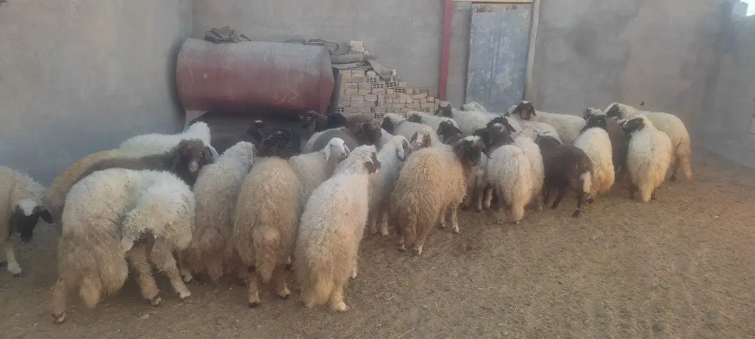 بره ماده|حیوانات مزرعه|ثلاث باباجانی, |دیوار